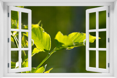 Fototapeta Naklejka Na Ścianę Okno 3D - acer negundo leaves on a green nature background