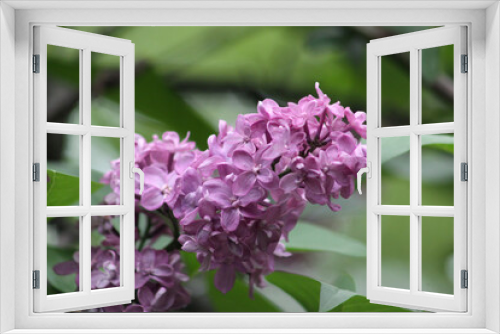 Fototapeta Naklejka Na Ścianę Okno 3D - Violet lilac with flowers in bloom closeup view