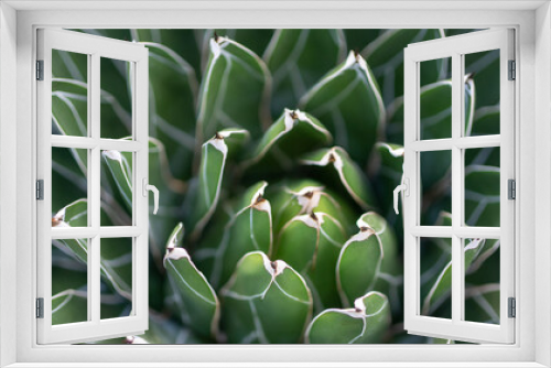 Fototapeta Naklejka Na Ścianę Okno 3D - close up of cactus