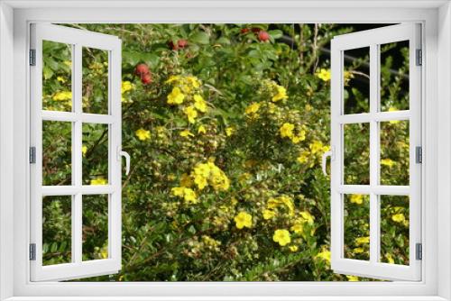 Fototapeta Naklejka Na Ścianę Okno 3D - Mahonie (Berberis aquifolium), Deutschland, Europa