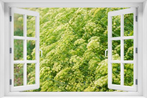 Fototapeta Naklejka Na Ścianę Okno 3D - Background of the flowering parsley planting, close-up in selective focus