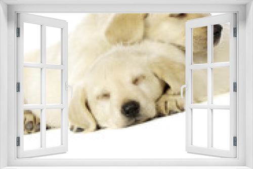 Fototapeta Naklejka Na Ścianę Okno 3D - Golden Labrador Puppies