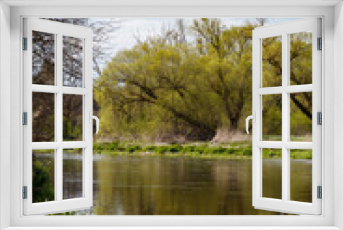 Fototapeta Naklejka Na Ścianę Okno 3D - frisches Grün am Flussufer im Frühjahr, Naab, Waldnaab