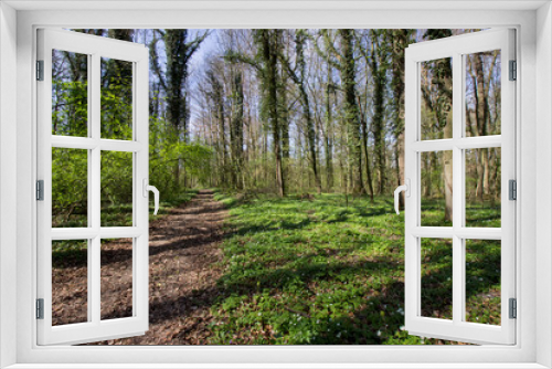 Fototapeta Naklejka Na Ścianę Okno 3D - Forêt au printemps