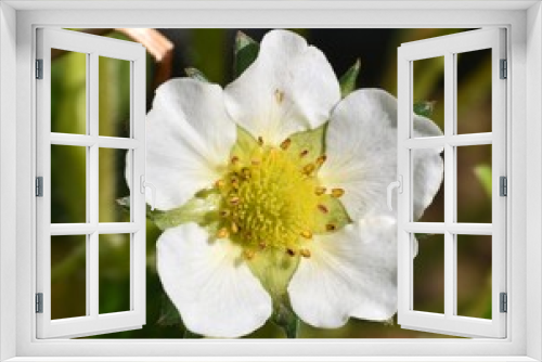 Fototapeta Naklejka Na Ścianę Okno 3D - Common strawberry flower (Fragaria vesca). Planting in a garden in a sunny area. Munilla, La Rioja, Spain.