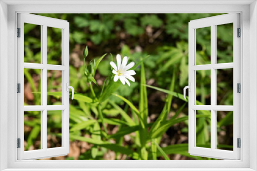 Fototapeta Naklejka Na Ścianę Okno 3D - Wild white flower in the spring forest