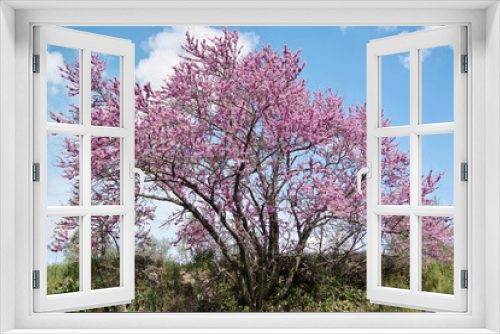 Fototapeta Naklejka Na Ścianę Okno 3D - Judas tree, cercis siliquastrum
