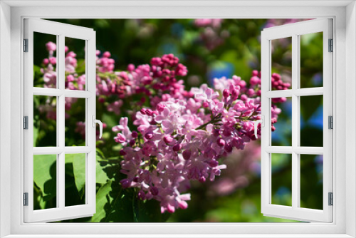 Fototapeta Naklejka Na Ścianę Okno 3D - Lilac blossom