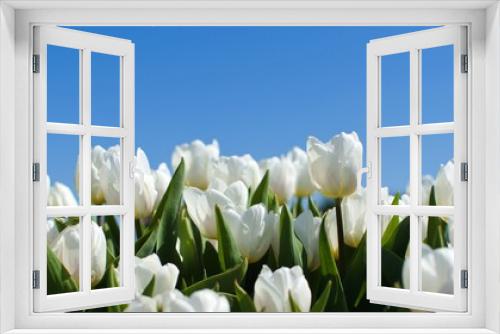 Fototapeta Naklejka Na Ścianę Okno 3D - delicate white tulips close up against blue sky. side view
