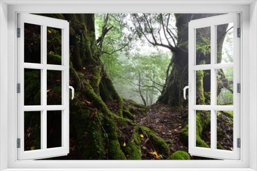 Fototapeta Naklejka Na Ścianę Okno 3D - Deep cedar forest of Yakushima, Japan