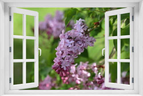 Fototapeta Naklejka Na Ścianę Okno 3D - Close up of Lilac flower bunches