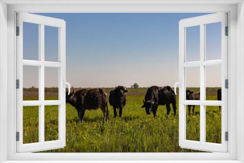 Fototapeta Naklejka Na Ścianę Okno 3D - black buffaloes walk in nature
