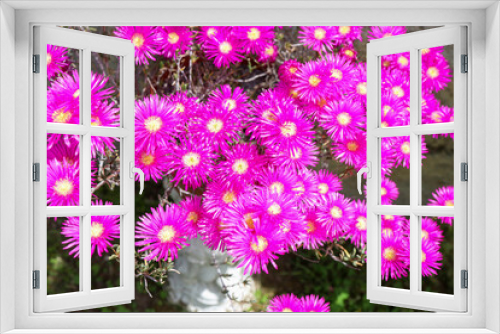 Fototapeta Naklejka Na Ścianę Okno 3D - fiori di casa