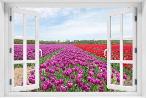 Fototapeta Naklejka Na Ścianę Okno 3D - Violett blühendes Tulpenfeld / Holland Tulpen