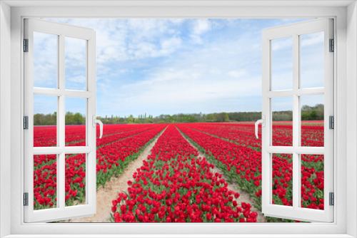 Fototapeta Naklejka Na Ścianę Okno 3D - Rot blühendes Tulpenfeld / Holland Tulpen
