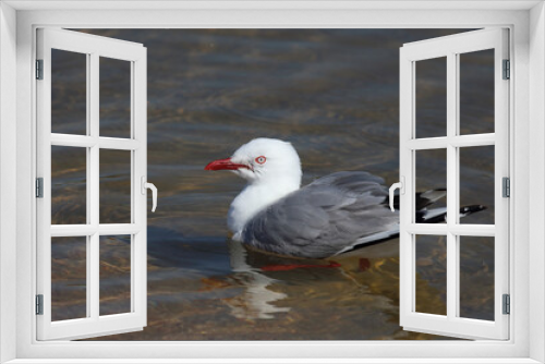Fototapeta Naklejka Na Ścianę Okno 3D - Rotschnabelmöwe / Red-billed gull / Larus scopulinus
