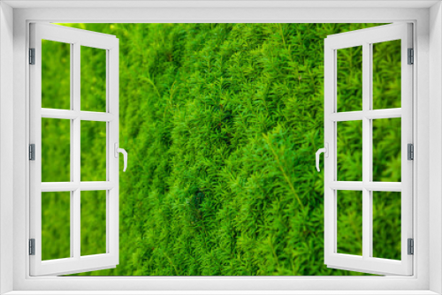 Fototapeta Naklejka Na Ścianę Okno 3D - green hedge background with green leaves. Nature background.