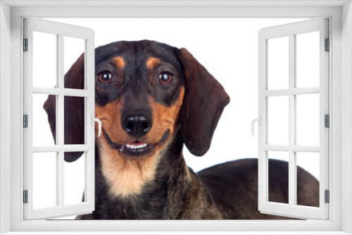Fototapeta Naklejka Na Ścianę Okno 3D - Beautiful dog teckel smiling