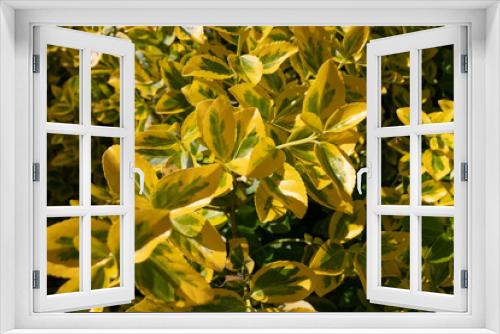Fototapeta Naklejka Na Ścianę Okno 3D - Close-up of Golden Euonymus (Euonymus japonicus), evergreen shrub with green and yellow oval shaped foliage