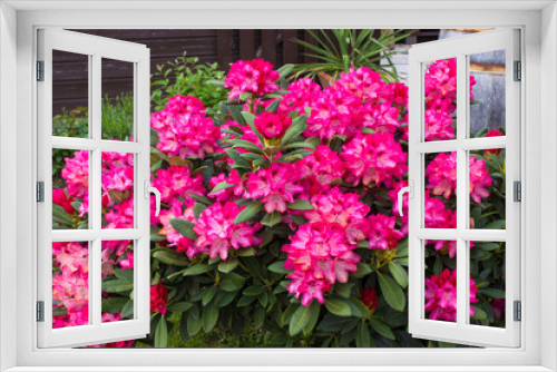 Fototapeta Naklejka Na Ścianę Okno 3D - Blooming pink rhododendron flowers in a garden