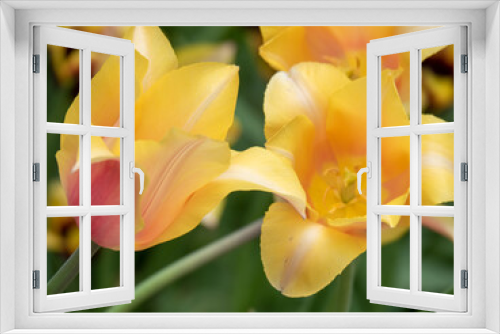 Fototapeta Naklejka Na Ścianę Okno 3D - Blooming tulips. Beautiful spring flowers.