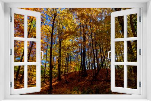 Fototapeta Naklejka Na Ścianę Okno 3D - Deep inside a forest during the Fall, with the yellow charm, Central Canada, ON, Canada