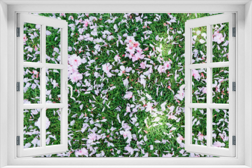Fototapeta Naklejka Na Ścianę Okno 3D - Beautiful image of petals of pink      Sakura falling on the green grass in the garden in spring season.