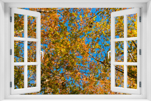 Fototapeta Naklejka Na Ścianę Okno 3D - Autumn colour of maple leaves on blue sky.