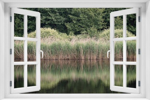 Fototapeta Naklejka Na Ścianę Okno 3D - reeds and woods on the shore of a pond