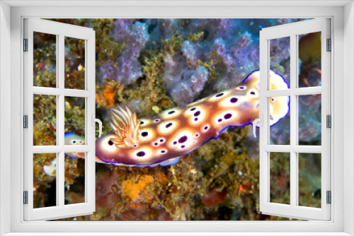 Fototapeta Naklejka Na Ścianę Okno 3D - Sea Slug, Dorid Nudibranch, Tryon s Risbecia, Risbecia tryoni, Coral Reef, Lembeh, North Sulawesi, Indonesia, Asia