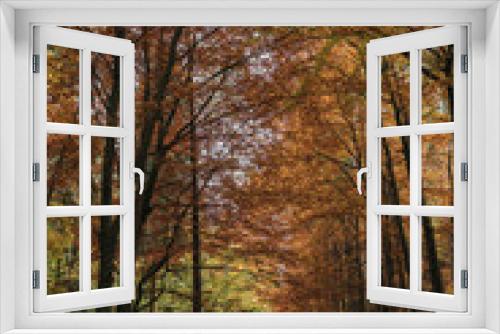 Fototapeta Naklejka Na Ścianę Okno 3D - Jesienne spacery po lesie