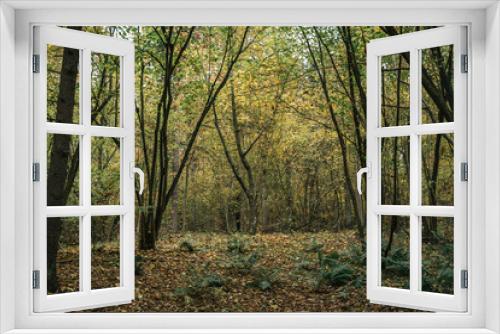 Fototapeta Naklejka Na Ścianę Okno 3D - Jesienne spacery po lesie