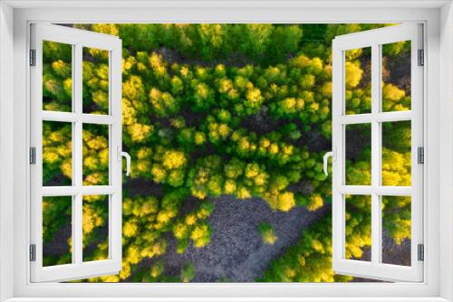 Fototapeta Naklejka Na Ścianę Okno 3D - Wood and trees in spring, Aerial view of an endless woodland forest with beautiful colors during spring season. Travel and nature concept. High quality photo