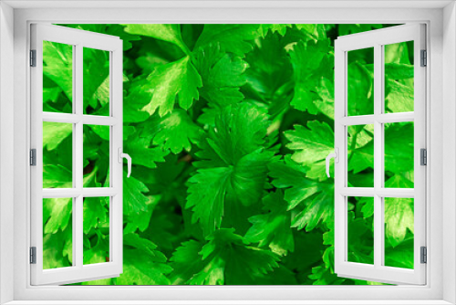Fototapeta Naklejka Na Ścianę Okno 3D - Green young parsley leaves on a garden bed in a vegetable field. Fresh parsley in the ground. Gardening. Aromatic herbs and spices. Background with green salad. close-up. flatlay