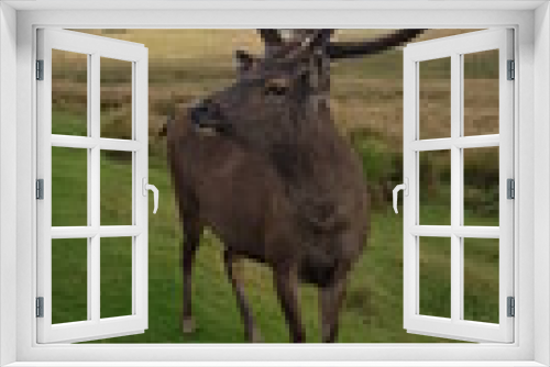 Fototapeta Naklejka Na Ścianę Okno 3D - deer, animal, wildlife, nature, mammal, antlers, elk, stag, antelope, wild, horns, grass, buck, antler, forest, meadow, bull, horn, red, park, brown, safari, hunting, herd, kudu
