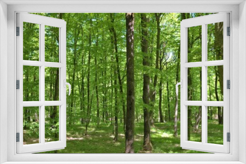 Fototapeta Naklejka Na Ścianę Okno 3D - landscape in a green deciduous forest