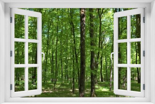 Fototapeta Naklejka Na Ścianę Okno 3D - landscape in a green deciduous forest