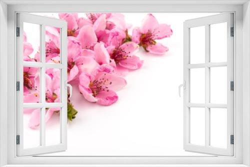 Fototapeta Naklejka Na Ścianę Okno 3D - Peach flowers, isolated on white background.