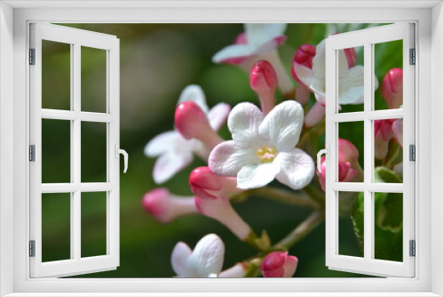 Fototapeta Naklejka Na Ścianę Okno 3D - Viburnum burkwoodii. The Burkwood viburnum beautiful flowers. Closeup