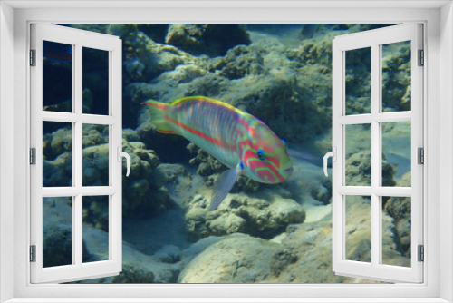 Fototapeta Naklejka Na Ścianę Okno 3D - Coral fish Thalassoma Klunzingeri