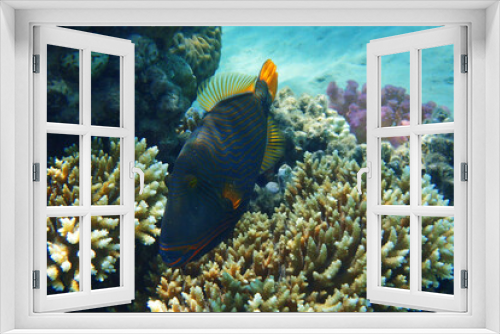 Fototapeta Naklejka Na Ścianę Okno 3D - Orangelined triggerfish (Balistapus undulatus) fish