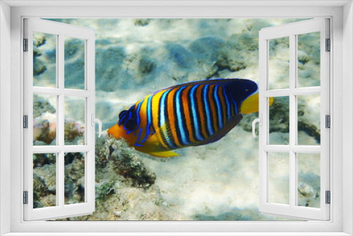 Fototapeta Naklejka Na Ścianę Okno 3D - Regal angelfish (Pygoplites diacanthus) in the coral reef