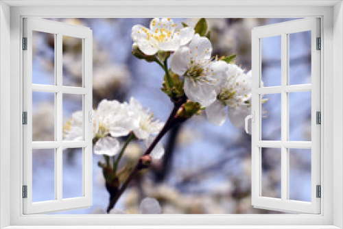 Fototapeta Naklejka Na Ścianę Okno 3D - A branch of cherry blossoms in spring.