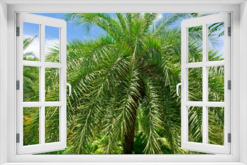 Fototapeta Naklejka Na Ścianę Okno 3D - sago palm, botanical name Cycas revoluta, seen trough dark green leaves