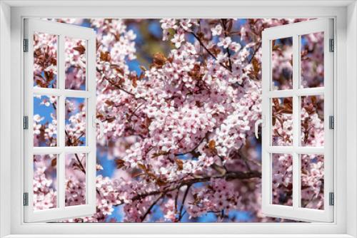 Fototapeta Naklejka Na Ścianę Okno 3D - sakura, pink Cherry tree blossoms during spring. Springtime scene, Czech Republic