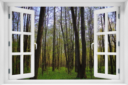 Fototapeta Naklejka Na Ścianę Okno 3D - beautiful tall green trees in the forest. With a large branched crown. Sun at sunset. scenery. blue sky. park area. summer nature. Top background of tree branches. Environmental concept