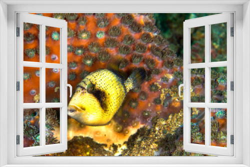 Fototapeta Naklejka Na Ścianę Okno 3D - Titan Triggerfish, Balistoides viridescens, Lembeh, North Sulawesi, Indonesia, Asia