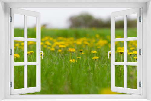 Fototapeta Naklejka Na Ścianę Okno 3D - glade with blooming dandelions in green grass 3