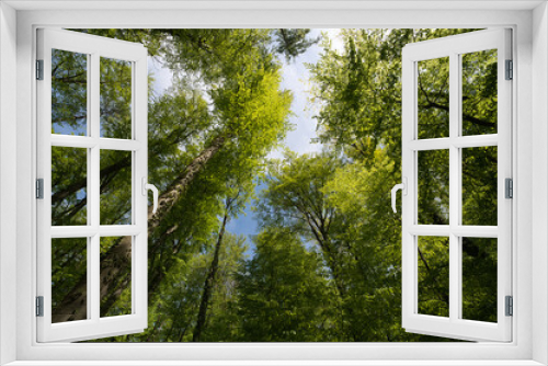 Fototapeta Naklejka Na Ścianę Okno 3D - a view up into the trees direction sky