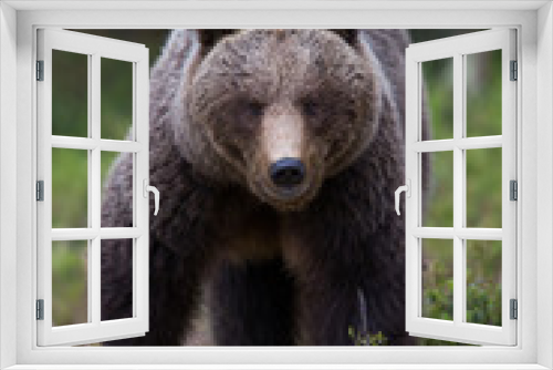 Fototapeta Naklejka Na Ścianę Okno 3D - Brown bear in Tiago forest